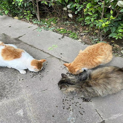 mundo de los gatos callejeros,Ấm Thế Giới Mèo Hoang